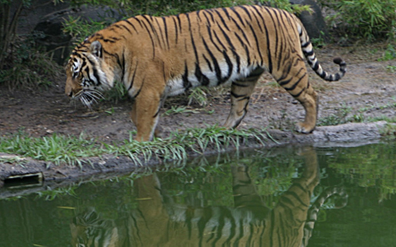 Bardiya Jungle safari
